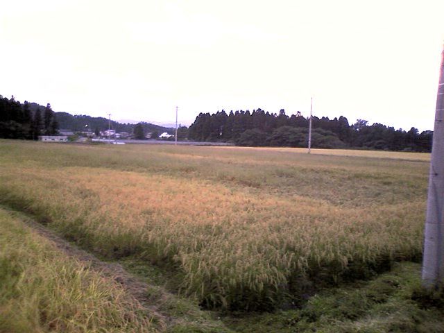 和田で一番の