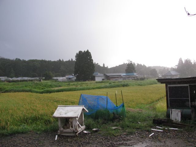 極端な天候