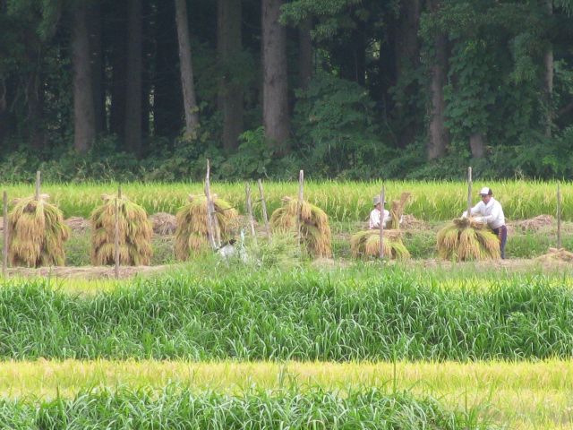 稲刈りが始まった～