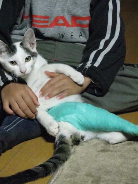 しろ（猫）何とかがんばろう！