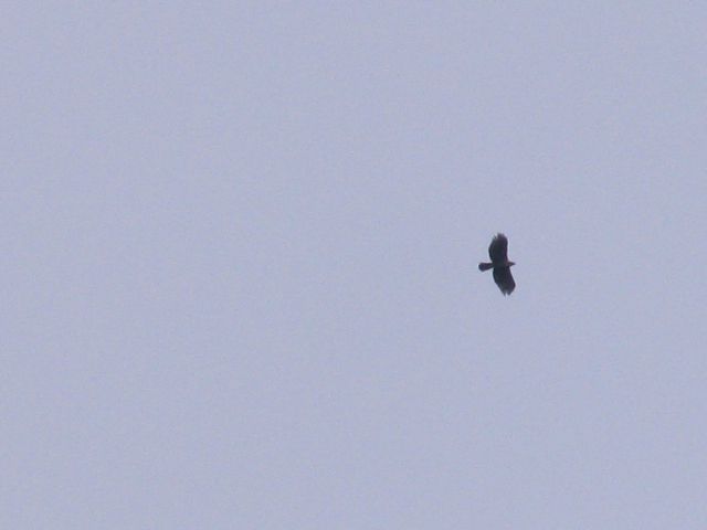 でっかい鳥が飛んでいる
