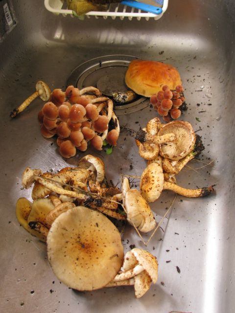 昼飯前の５分