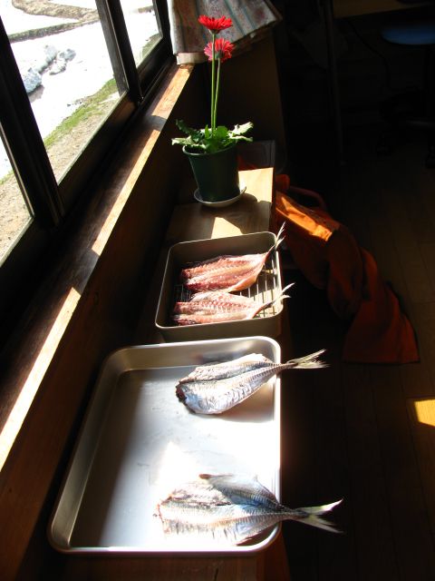 頑張るべ東日本！　アジのひらき