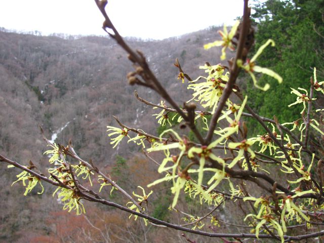 山の声