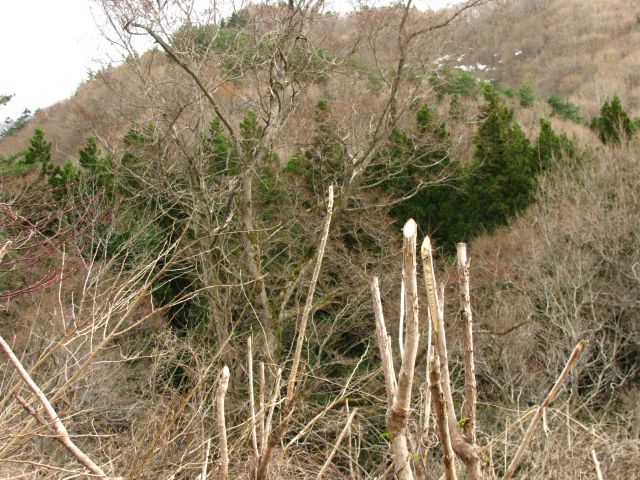 毎年の事だが・・・