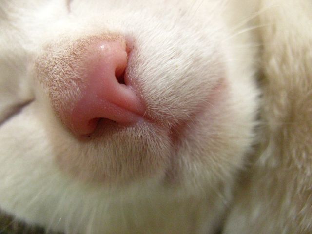ニコ・・・（一般にはネコという）