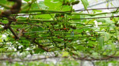 食い物か、ジベか、それが問題だ・・・・