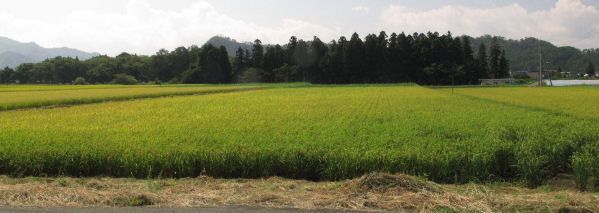 稗（ひえ）をバリカンで刈りこむのである