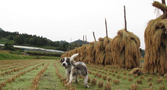 朝・・・・・薄ら眠た気な