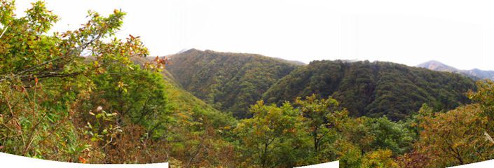 きのこを採りに
