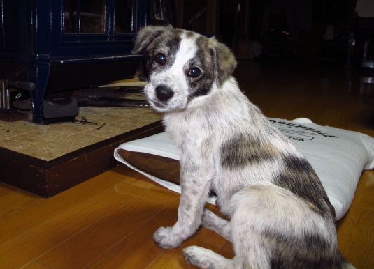 Ash・・・・アッシュ・・・・ｎｅｗチビ助犬