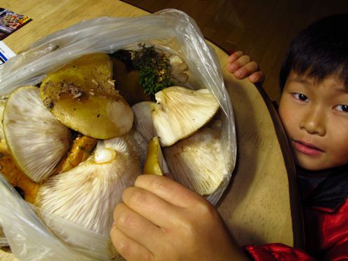 朝露が冷たい！……業務上過失？？？