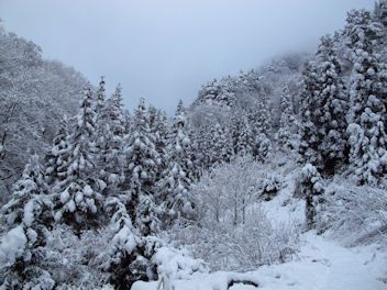 クマを賜る山の中