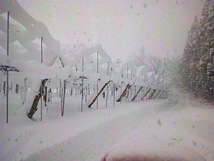除雪に追われるのである