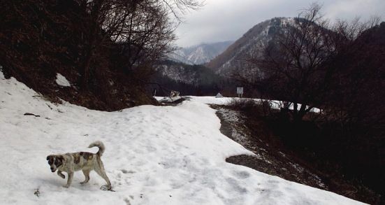 山の方へ