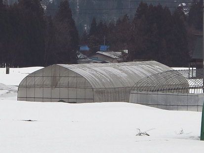 ビニールハウスを張る