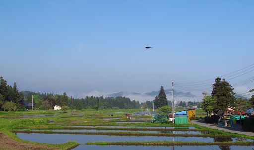 日曜だって農家に休みは無いのだ