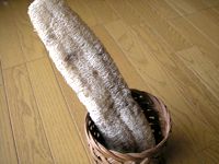 ヘチマ