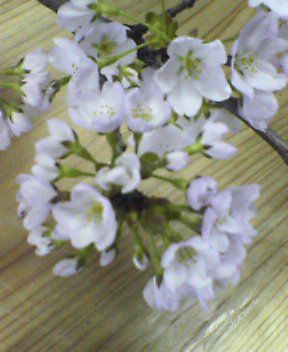 桜