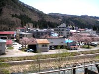 小野川桜