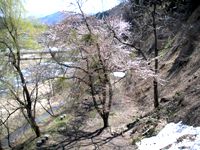 隣の桜