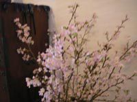 啓翁桜