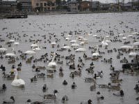 白鳥の瓢湖