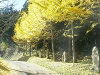 銀杏