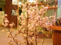 啓翁桜