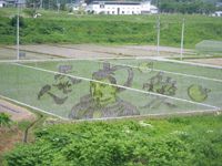 田んぼアート２００８