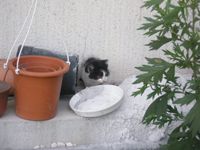 子猫