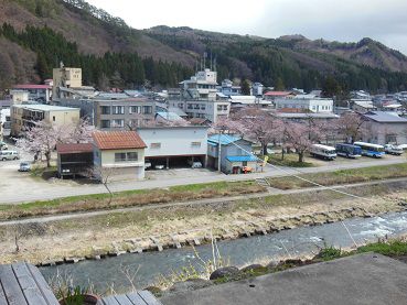 小野川桜情報