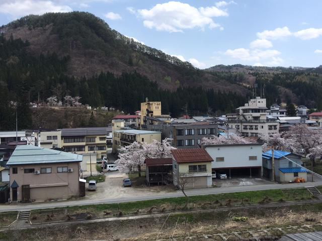 桜情報