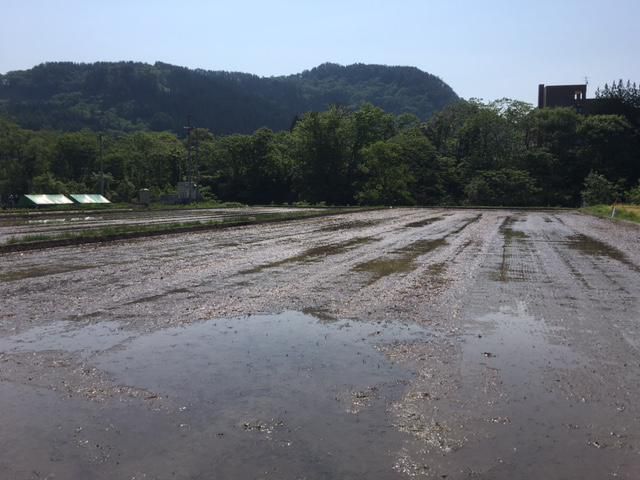田んぼアート田植え体験準備　２０１７
