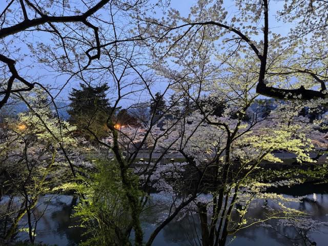 夜桜