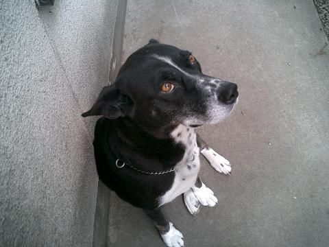 我が家の愛犬　トボケ顔