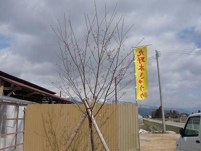 桜が咲いています！