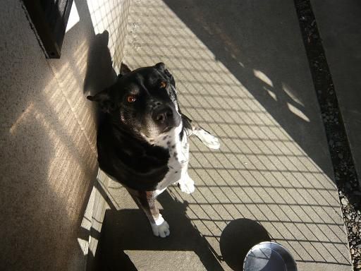 ジュアン「愛犬にも春が」