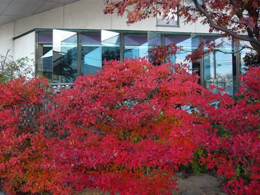 ジュアン「まだまだ楽しめる我が家の紅葉」