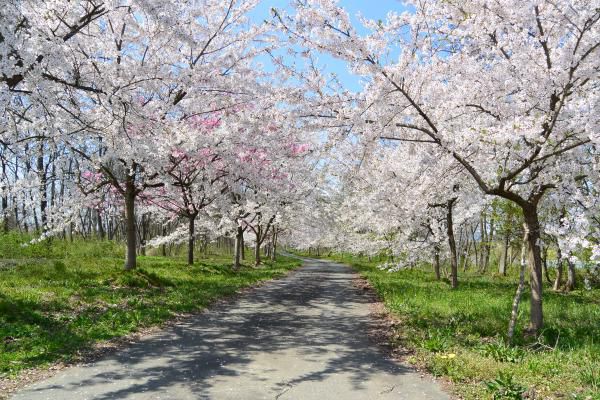 桜　間に合った！！