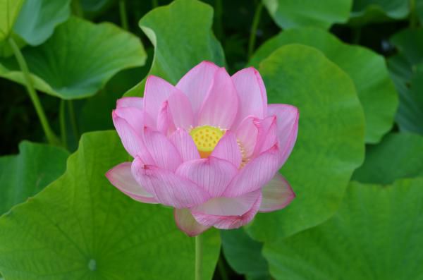 休耕田に古代のピンク