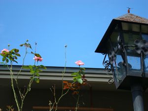 薔薇