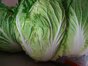 白菜収穫