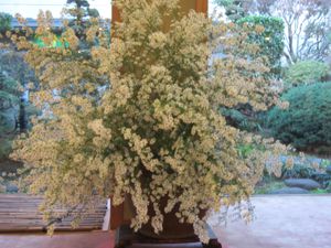 にんにく植付終了