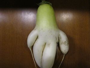 大根