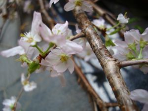 春の陽気