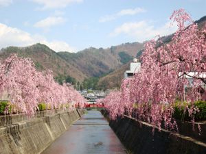 昼の枝垂れ桜