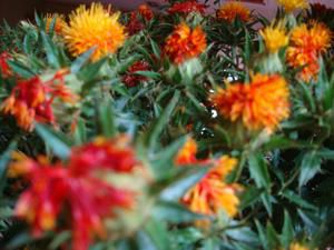 紅花