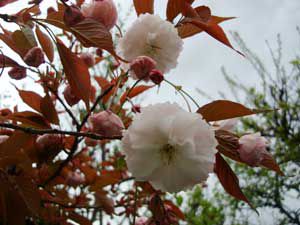 遅めの桜