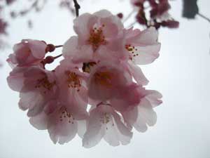 桜咲く